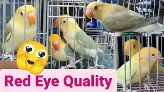 Vlog383 Parblue Dun Fallow🦜🥰🦜Creamino Opaline😍🦜😍Quality🦜