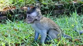 BReaking-Heart! Million Pity Baby Patricia, So Sad, Scary, Big Monkey Tara Chasing Her away From