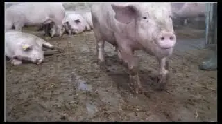 Sow lameness