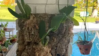 Mounting orchids on cork mount part 2!