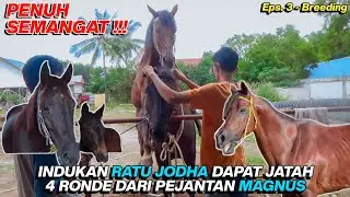 MAGNUS BERSEMANGAT BREEDING DENGAN INDUKAN LOKAL SUPER || INDONESIAN HORSE RACING