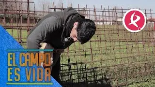 Jose le hace la manicura a sus cabras | El campo es vida