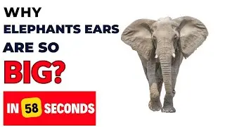 Why Do Elephants Have SUCH Big Ears? (In 58 Seconds)