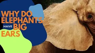 Why Elephants Have Big Ears?