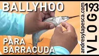 MONTAJE BALLYHOO PARA BARRACUDA - HOW TO RIG BALLYHOO FOR BARRACUDA
