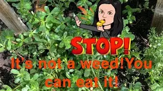 How to Harvest & Cook this common weed: Purslane 马齿苋 | FullHappyBelly