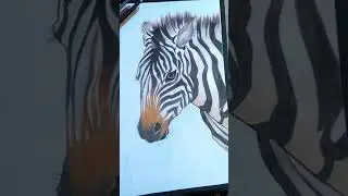 Zebra drawing|Zebra painting|#zebra ,#animalpainting ,#shorts
