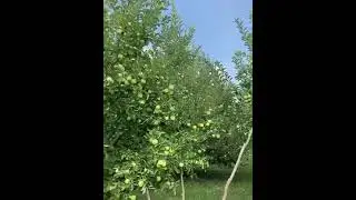 green gala apples origin Pakistan koita by Yasir Ghani Ready for Export