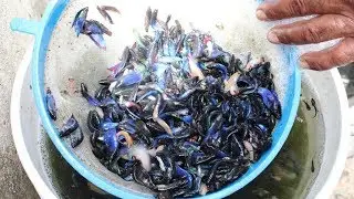 Produccion de bettas 2018 - recorrido por el acuario