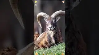 Muflon