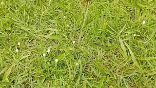 Katabuteme /Purple Nutsedge /Cyprus Rotundus L /Cyperaccae Benefits