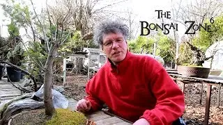 Re Potting My Large Native Red Maple Bonsai, Part 2, April 2019