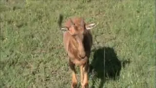Topi Antelope calf comes up to say hello. Mega cuteness!!!