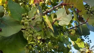 Uvas de Playa, Saman&aacute;