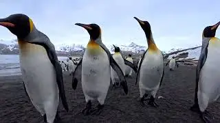 One minute of King Penguins walking by. Can you spot the melanistic one?