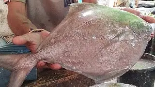 Great Pomfret Fish - Black Pomfret Fish Cleaning By young Man