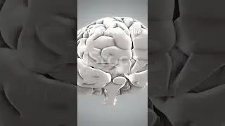 The Power of Habit #habitscience #brainhealth #personaldevelopment