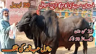 25 Mons Weight, 5 Million Price! Most Expensive Bull of Multan Mandi ||