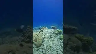 Daily trip @AqabaMoonDiver 💥💥#diving #scubadiving #underwater #weekend #jordan #aqaba #usa