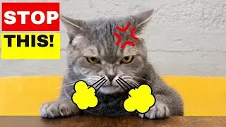 10 Human Habits Cats HATE and Wish You Wouldn't Do (Please Stop This!)