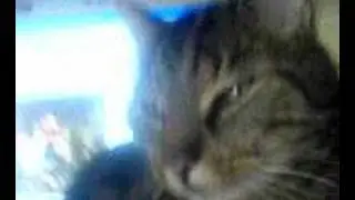 Karlie the cat ^^ 2