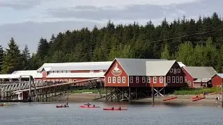 Exploring Hoonah, Icy Strait Point, Alaska. Whale watching & trading Alaskan life 