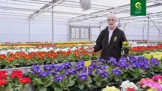 Primula acaulis Paradiso & Primula polyanthus Perola (English)
