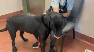 Time is running out for lab mix Mitchell! Please adopt or rescue him ASAP!