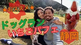 【静岡】もっと静岡しよ！！おすすめドッグラン・大人気苺スイーツ　＃39