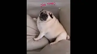 Cute Pug Enjoing His Me Time @divineriver
