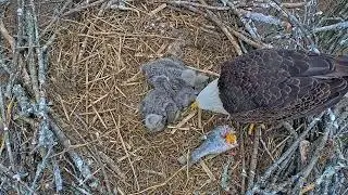 EP#274 #baldeagle Review birds in nest with nature #birdslovers #birdsounds #birdsnest #wildbirds