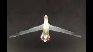 Kalimdor Safari: Sea Gull Battle Pet, Tanaris, WoW Retail