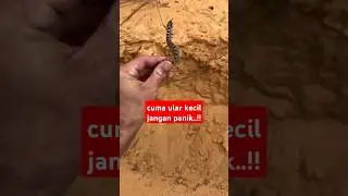 tenang aja ini cuma ular kecil #shorts