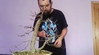 poda de otoño y mantenimiento de granado nejikan