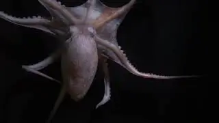 North Pacific Bigeye Octopus