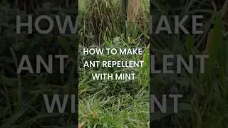 How to make Ant Repellent with mint