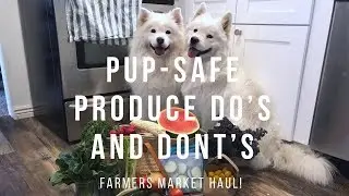 Samoyeds Share my Grocery Haul! | Produce You Can (And Can't!) Feed Your Dog