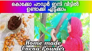 How to make Cocoa Powder in Malayalam | കൊക്കോ പൌഡർ ഈസി ആയി ഇനി വീട്ടിൽ ഉണ്ടാക്കാം