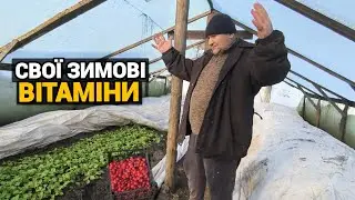 Серед Зими на Львівщині росте редиска без опалення. Херсонці на Львівщині .