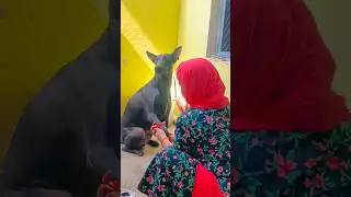 Robert Ke Haath Me kalava | #shorts #ytshorts #ytool #dog #doglove #doglife