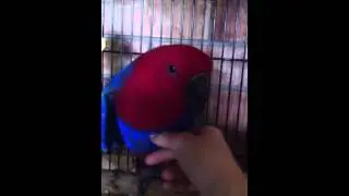 Eclectus talking 11 months