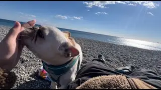 車好きなフレブルを車に乗せて海散歩🌊全力で走り回るフレブルなのに、ちゃんと振り返って飼い主を待ってくれている。
