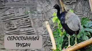 СЕРОСПИННЫЙ ТРУБАЧ 🐦/Животные life/Птицы/Животные/Интересные факты