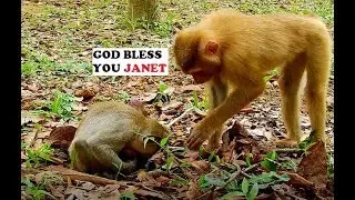 Update janet! Rose Monkey So Worry baby janet when see her like that