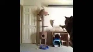 3 Bengals - 1 Motion Sensor