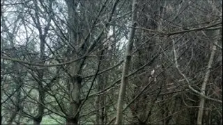 MIDDAY DEER WATCHING