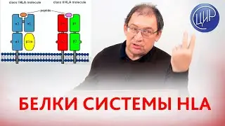 Белки системы HLA. Структуры молекул HLA 1 и HLA 2. Рассказывает Гузов И.И.