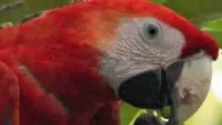 Scarlet Macaws by The Rainforest Rangers