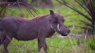 Animals of Coutada 11 in the Zambezi Delta