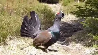 Western capercaillie